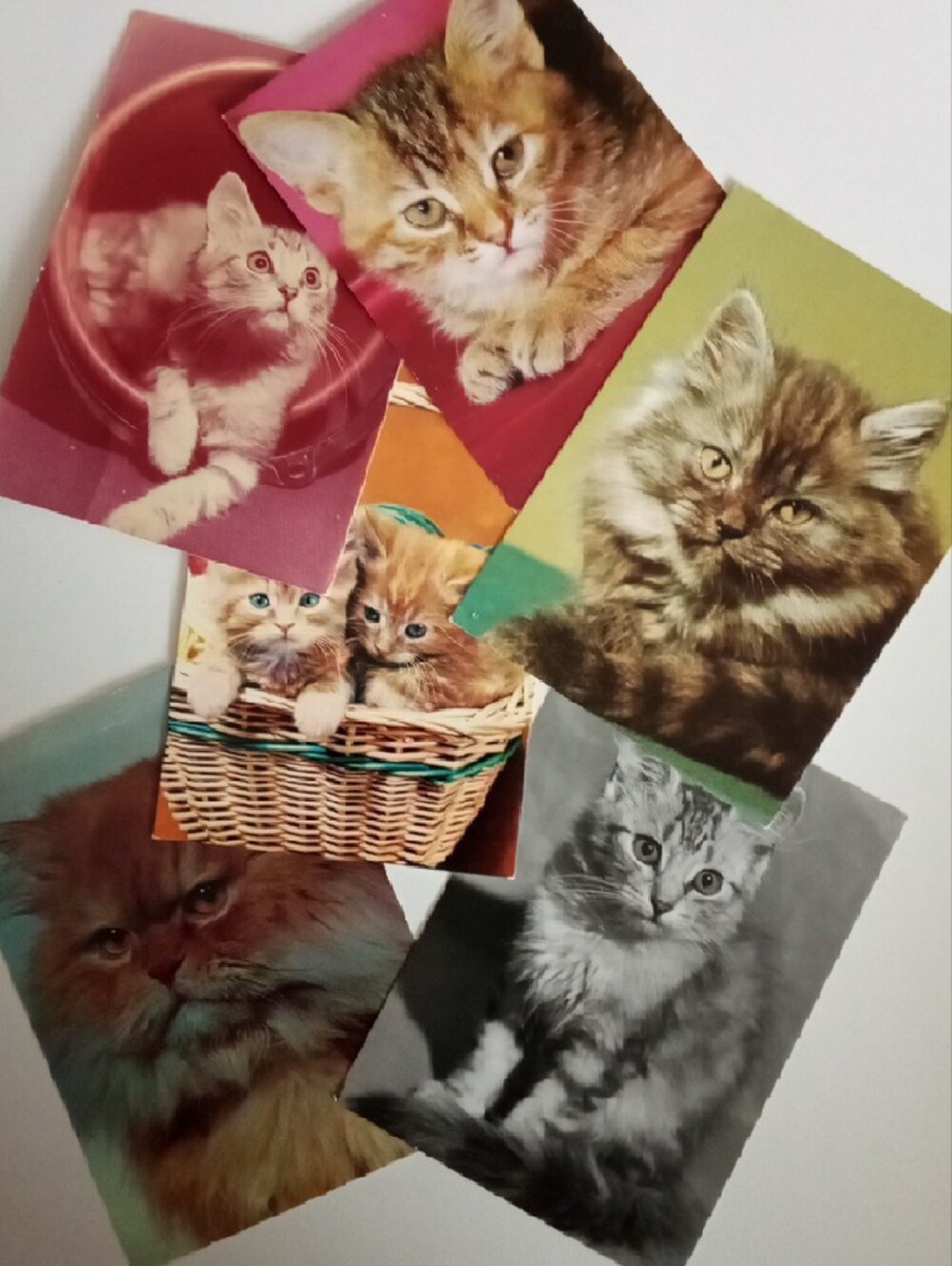 Rare Vintage Kitten / Cats Postcard Lot of 6 - fromnPoland